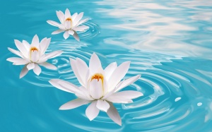 White-Lotus